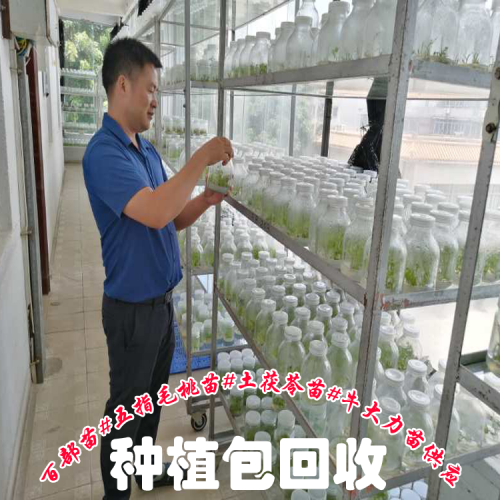 五指毛桃苗广西  广西桂林繁育基地价格表