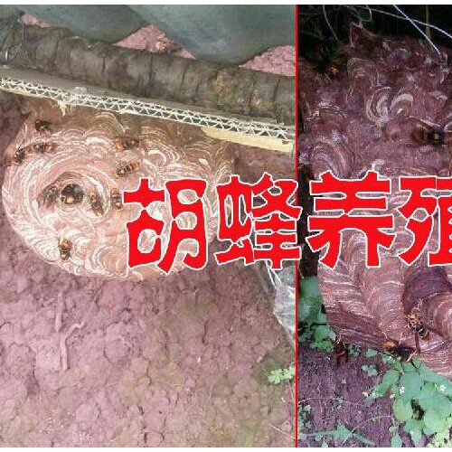 云南麻栎和胡蜂#金黄虎头蜂哪里有卖？