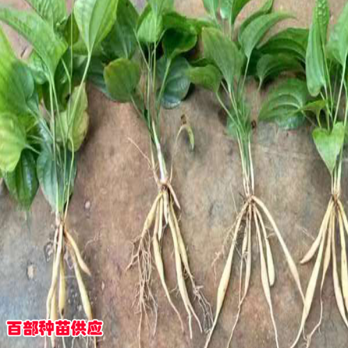 百部苗(种子)|百部河北多少钱一斤？