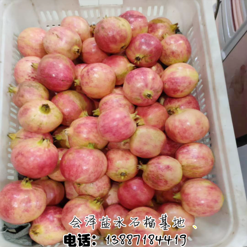 突尼斯软籽石榴 广东广州市软籽石榴价格