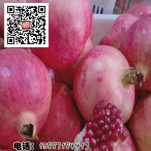 软籽石榴和硬籽石榴都很好