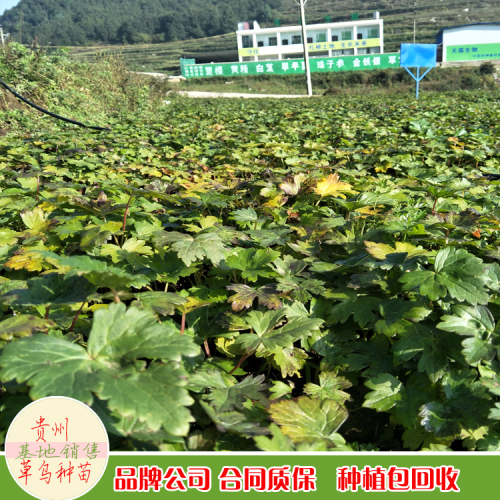 草乌苗多少钱一棵?草乌苗在哪里买?草乌苗价格和草乌苗供应商