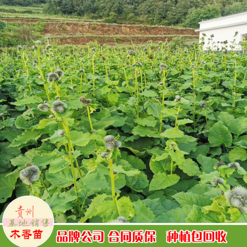 云木香 湖北宜昌云木香价格行情表