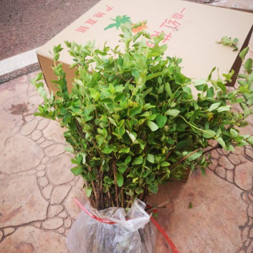 金银花一年苗 金银花苗哪里买 云南哪里种植金银花