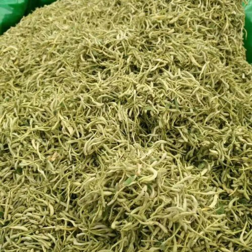 鲁丰一号金银花苗