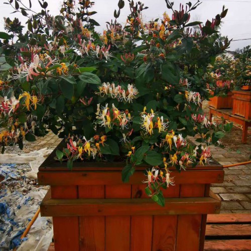 金银花种苗