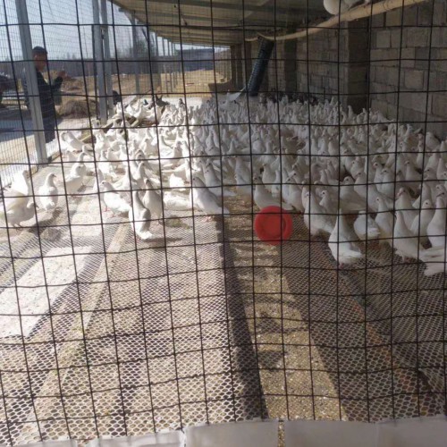 肉鸽批发市场 广东广州市肉鸽多少钱一只？（附图）