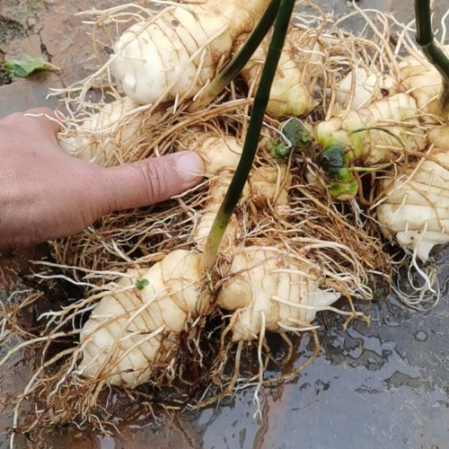 栽种1亩黄精能赚要多少钱？