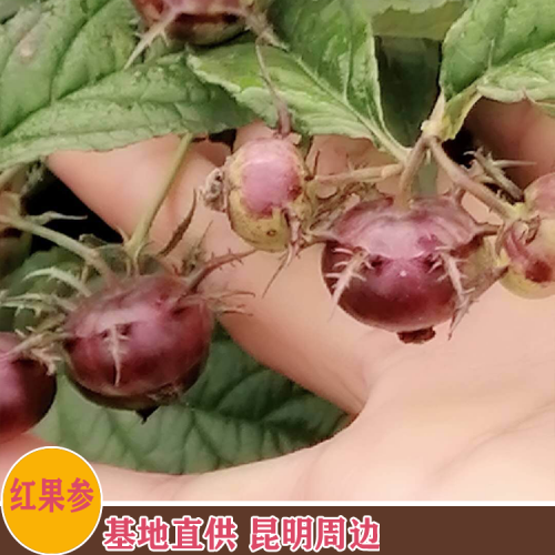 红果参（云南）价格-红果参营养功效怎么样 采购红果参联系