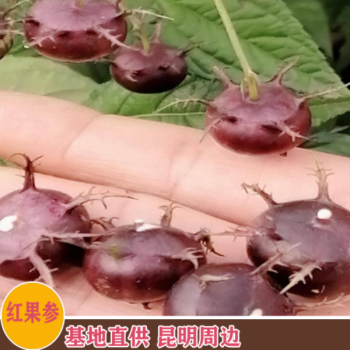 红果参种植基地 昆明杨林镇红果参基地批发
