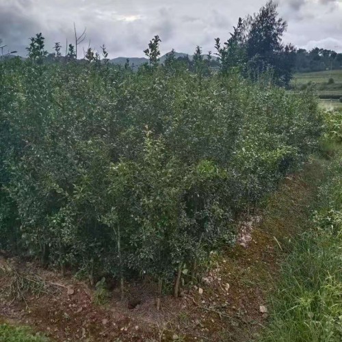 玉溪突尼斯软籽石榴如何种植_软籽石榴苗几年结果