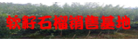 玉溪目前软籽石榴行情平稳_软籽石榴销售厂家