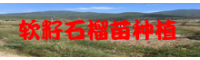 昭通软籽石榴种植_软籽石榴小苗批发