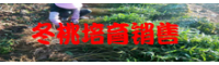 德宏冬桃基地_如何挑选优质冬桃
