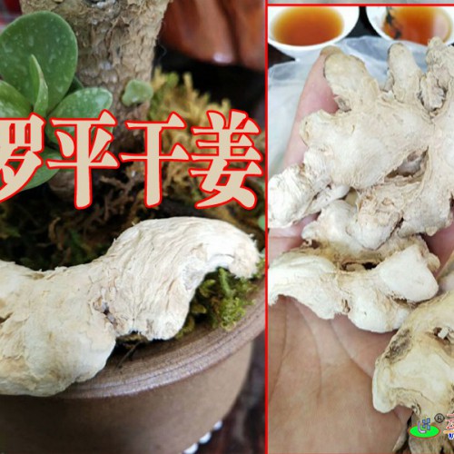 云南罗平地区/云南罗平生姜价格