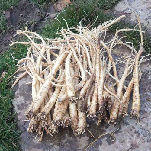 云南党参种植户_种植一亩党参需要多少种子?