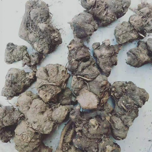 金荞麦批发示范基地_金荞麦销售行情价格