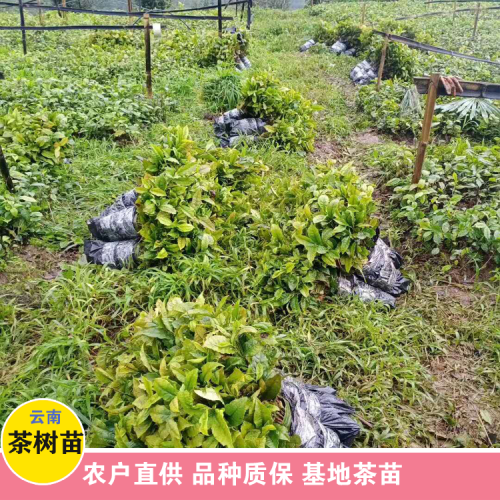 茶树苗_云南茶树苗对光照的要求