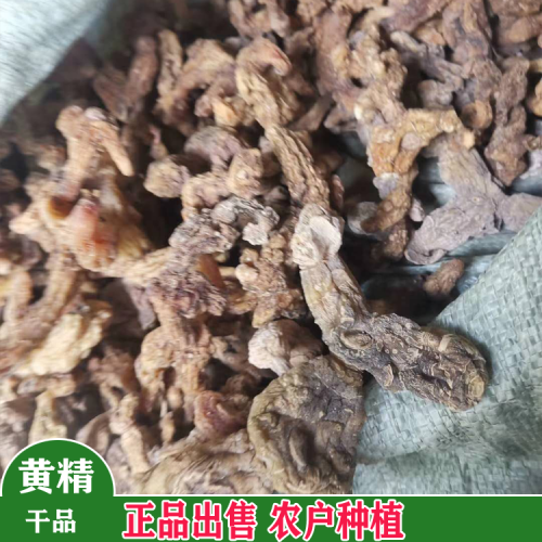 鲜黄精（统个）45元/公斤@  大量鲜黄精（统个）