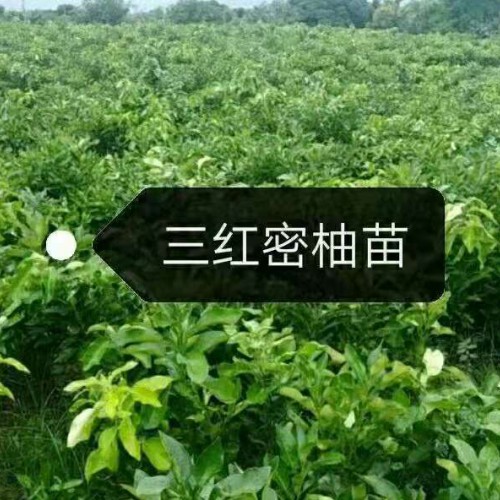 哪里可以买到三红蜜柚苗，哪里可以买到正宗三红蜜柚苗