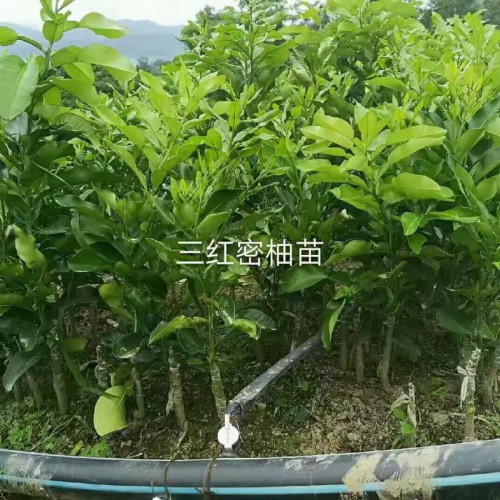 三红蜜柚苗出售，三红蜜柚苗价格