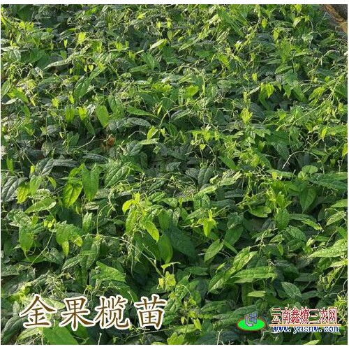 金果榄苗施什么肥料好_云南金果榄育苗基地