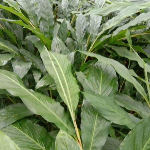 草果种植一般几年挂果?草果苗怎么种植技术