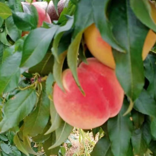 迪庆太阳红桃价格_太阳红桃供应_太阳红桃批发
