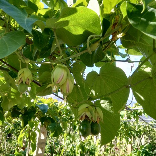 热情果苗木  热情果苗有卖吗  热情果种植基地 种植技术