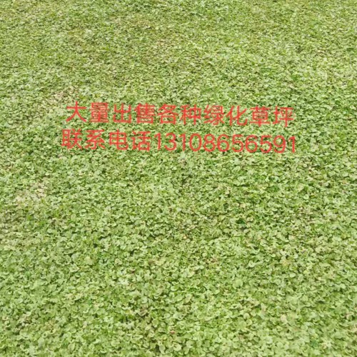 云南昆明市安宁市 早熟禾草坪批发价格