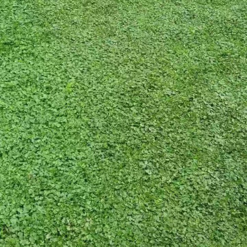 草坪种类有哪些_草坪种植需要哪些条件？