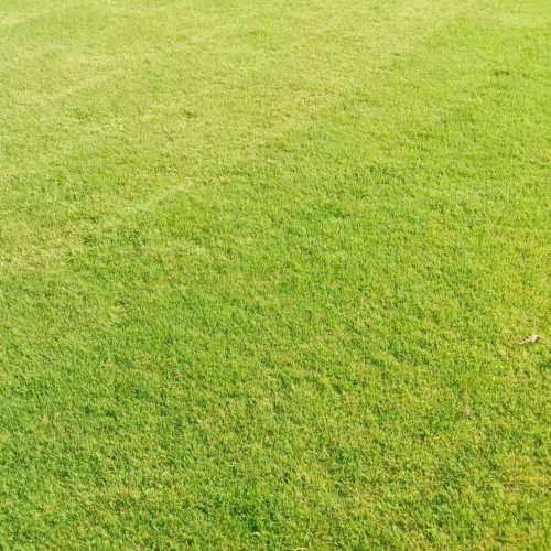 鱼缸草坪如何种植_草坪批发销售基地