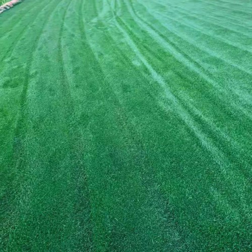 草坪种子批发基地_草坪种子种植技术