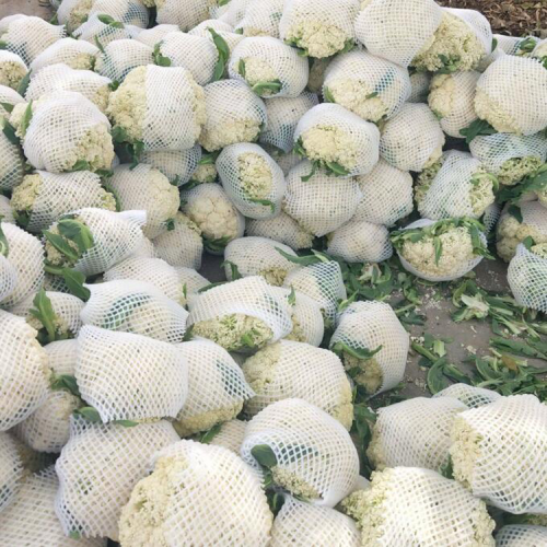 蔬菜种苗 云南白花苗蔬菜种苗培育基地