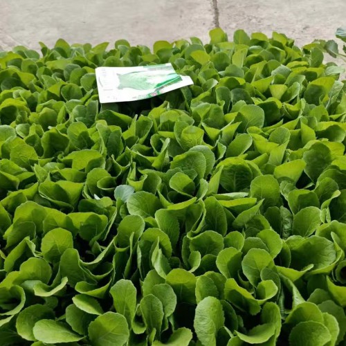 京白菜苗种子多少钱一斤？种什么品种的高产？