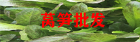 莴笋直销点_莴笋批发行情_莴笋未来行情走势
