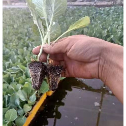 秋绿60苗 批发蔬菜种小苗 云南蔬菜的育苗厂