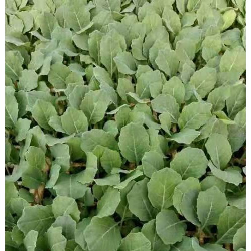 青花苗，白花苗，西芹，秋绿60 主营【蔬菜种苗品种】小苗