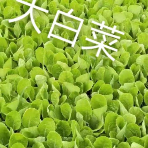 玉溪周边育苗厂  通海育苗厂