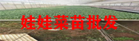 楚雄娃娃菜苗繁育技术_娃娃菜苗种植厂家