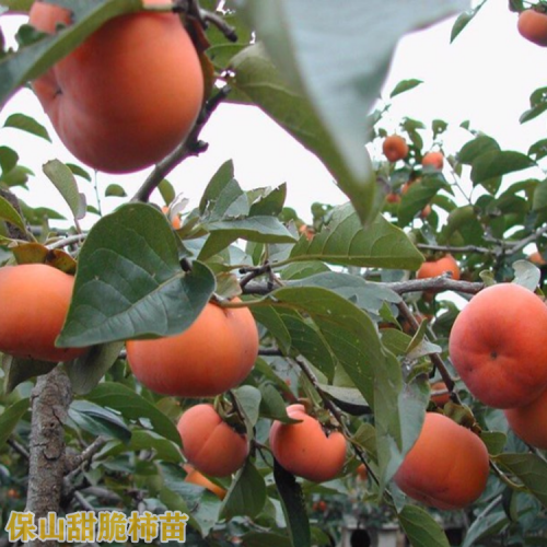 脆柿苗 云南保山市脆柿苗销售价格多少钱一株？