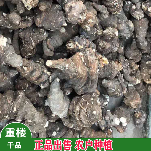 一般七叶一枝花亩产多少?云南七叶一枝花基地