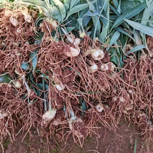 药食同源品种 黄精需要咨询的联系
