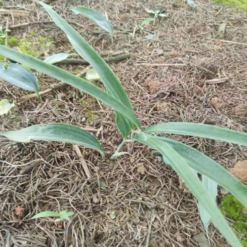 竹节参白三七、八角莲、不倒苗黄精、鸡头黄精