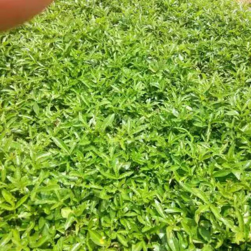 云南花椒苗*曲靖花椒苗* 九叶青花椒苗*