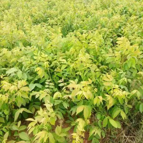 九叶青花椒苗*云南普洱市景东县花椒苗行情(附图)