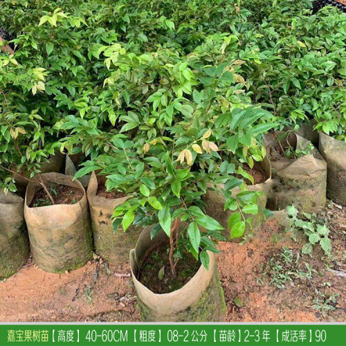 丽江（云南）种植嘉宝果树  丽江有人种嘉宝果吗？