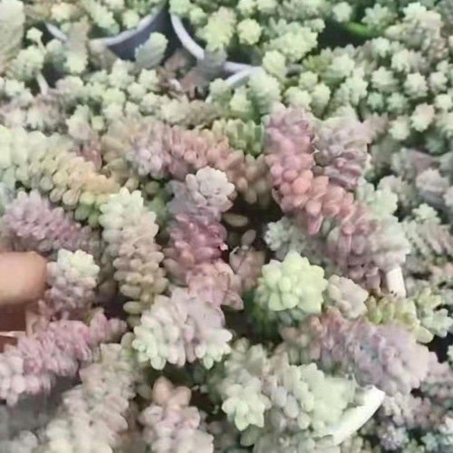 多肉虎刺梅哪里便宜 多肉组合