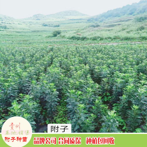 附子种球_附子种植销售_附子供应商