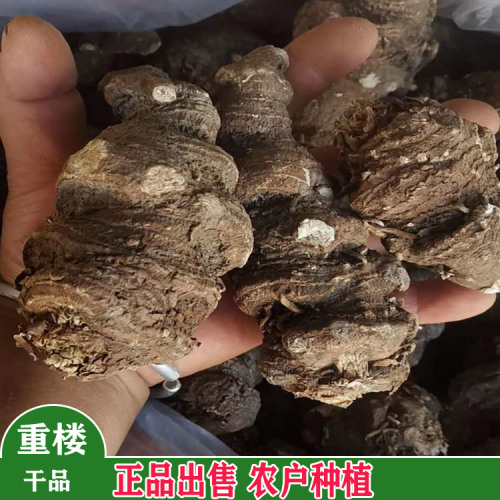 重楼种苗_昆明重楼中药材除草剂_七叶一枝花金线重楼除草剂